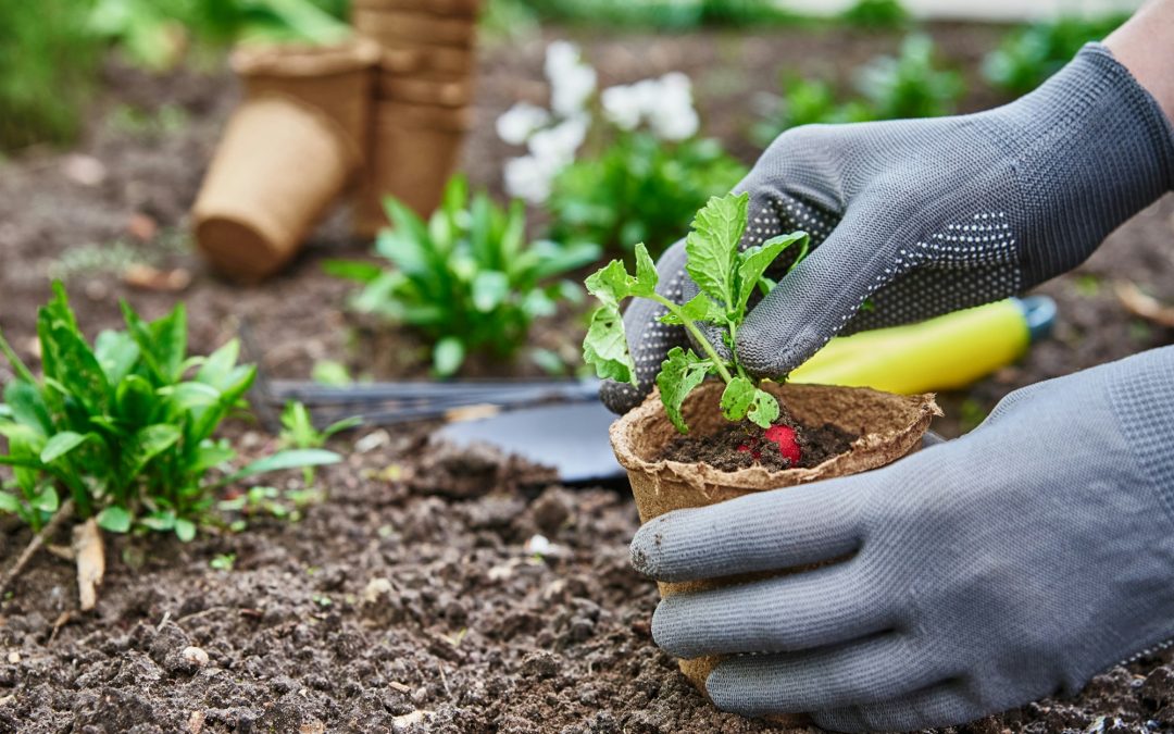 Gardening Philosophies: Embracing Organic Methods or the Assistance of Science